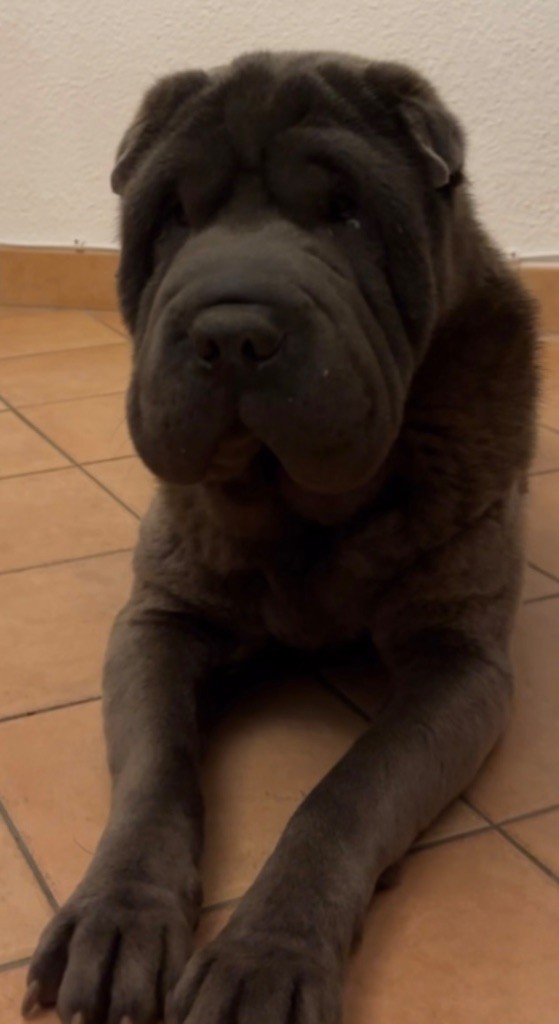 Les Shar Pei de l'affixe Killabamba