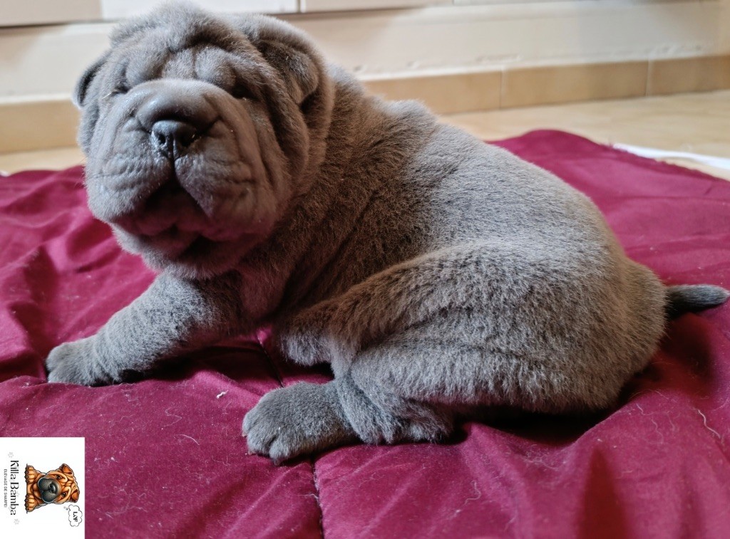 Killabamba - Shar Pei - Portée née le 28/01/2025